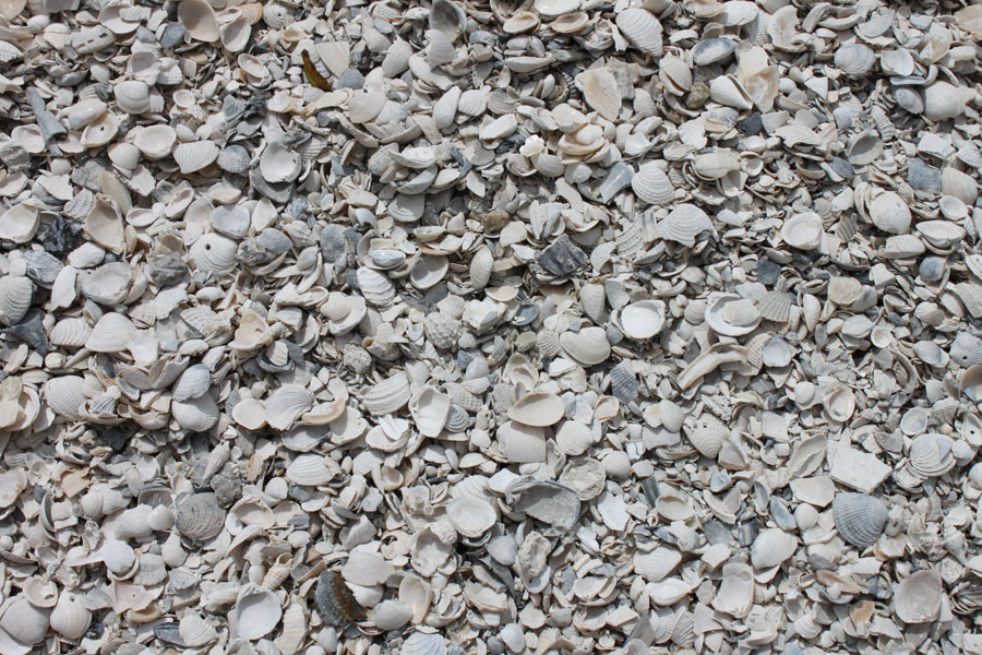 Washed shell at the West Volusia Shed Co. yard in DeLand, FL